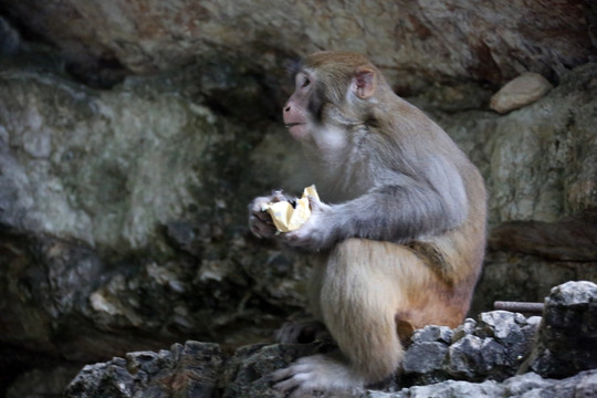 清江画廊仙人寨 野猴