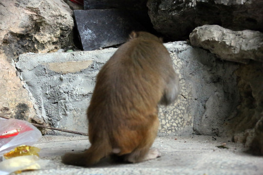 清江画廊仙人寨 野猴