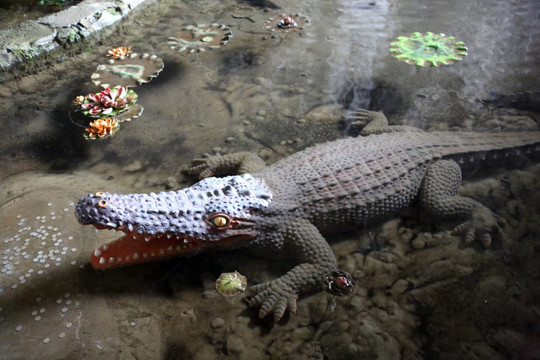 水池鳄鱼