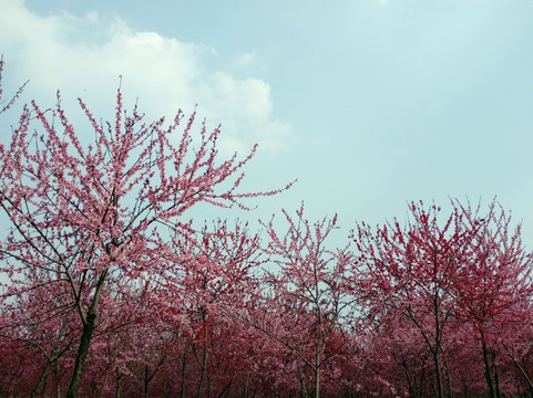 桃花