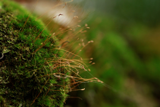 苔藓