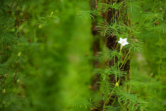 一朵小白花