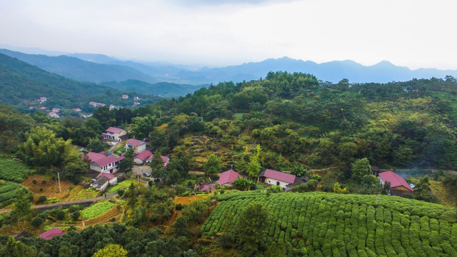 高山茶园