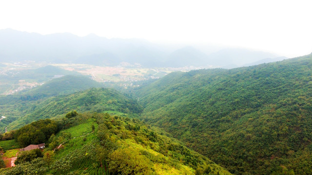 高山茶园