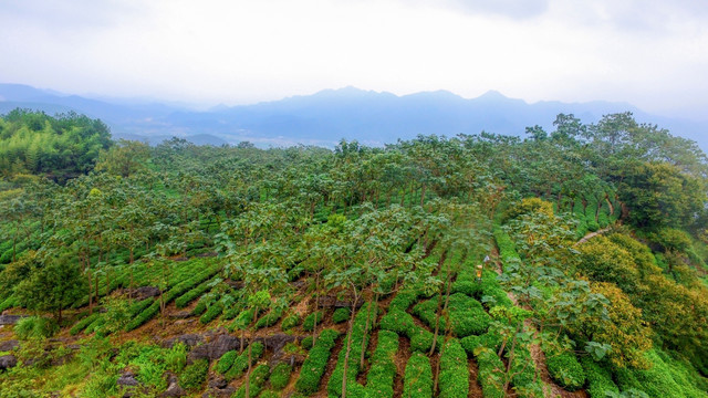 茶园茶山