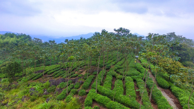 茶园茶山