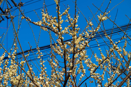 腊梅花开