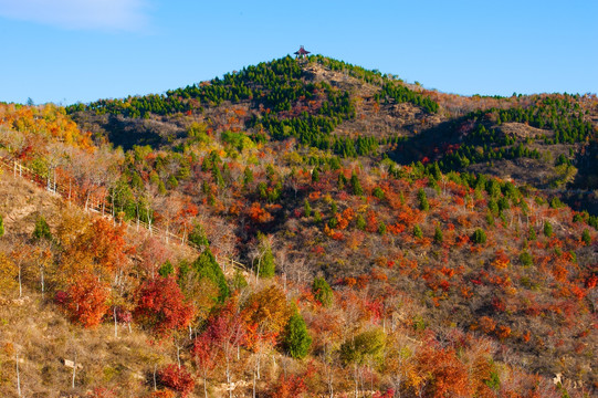 山野秋林