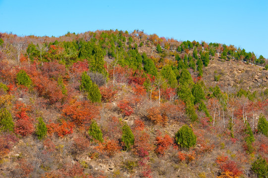 山野秋林