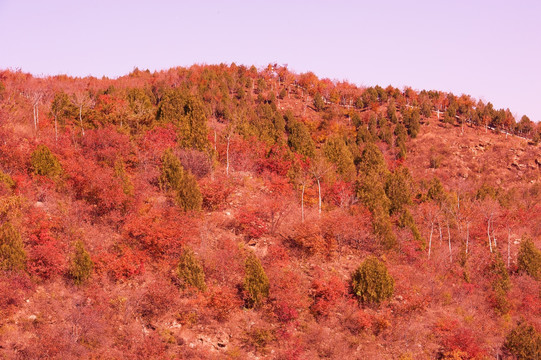 山野秋色