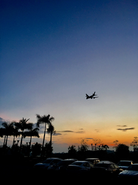 日出 飞机 棕榈树 日出东方