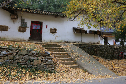 安陆 钱冲 银杏谷 风景