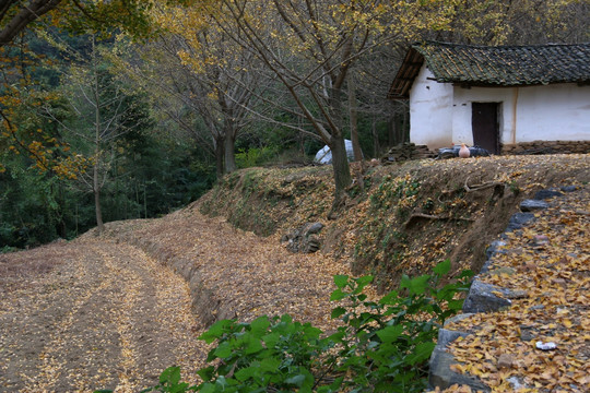 安陆 钱冲 银杏谷 风景