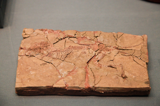 山东硅藻鼠骨架化石