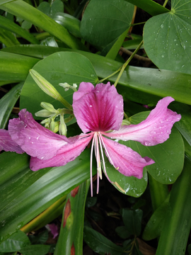 羊蹄甲花