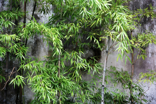 苏州园林 庭院翠竹