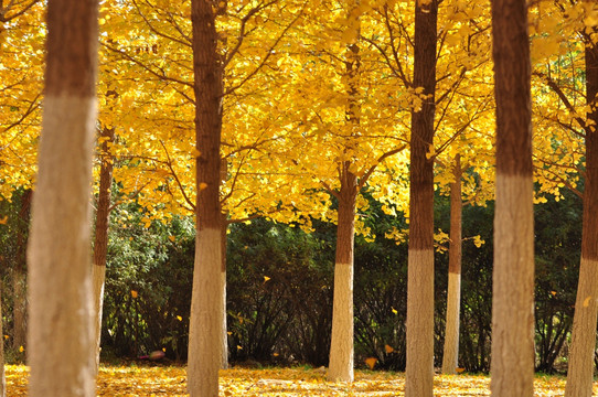 金色树林中的落叶