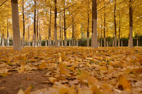 树林中铺满黄色树叶的地面
