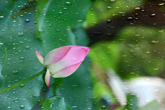 雨滴荷花