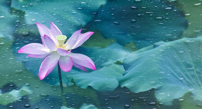 雨滴荷花