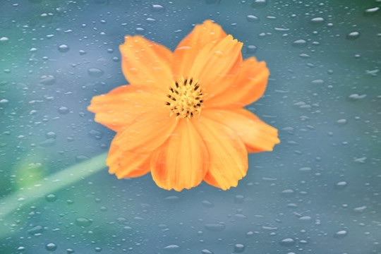 雨滴花朵特向