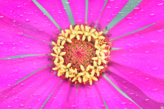 雨滴花朵特向