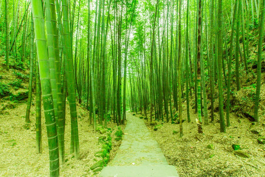 竹林步道