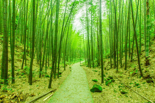 阳光竹林小道