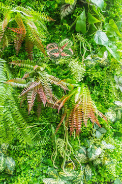 植物背景墙