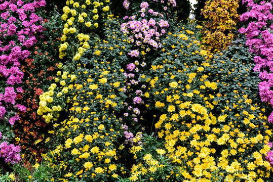 菊花墙 鲜花背景