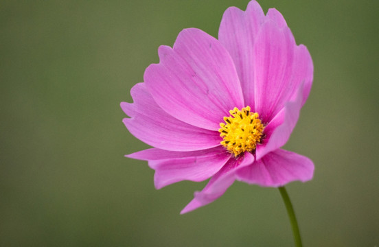 格桑花特写