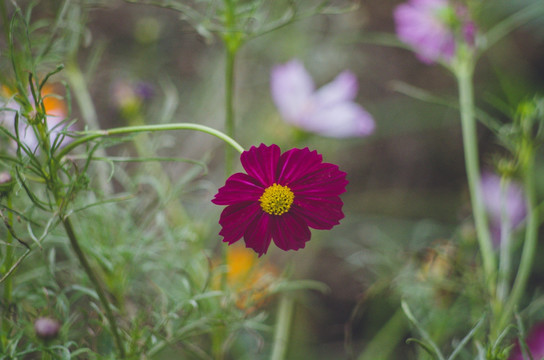 波斯菊 格桑花