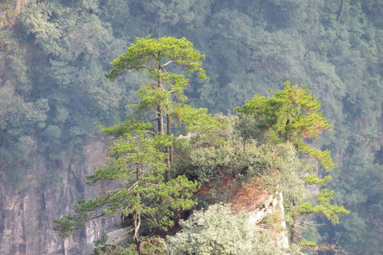 松树