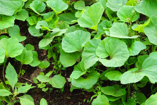 田园风光 农家菜地 冬苋菜