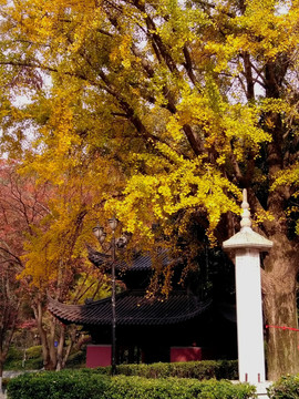 栖霞寺 栖霞山之秋