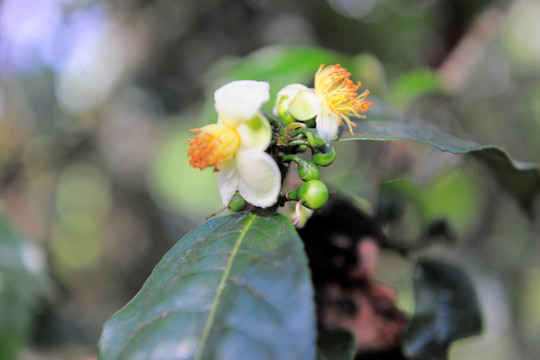 临沧茶