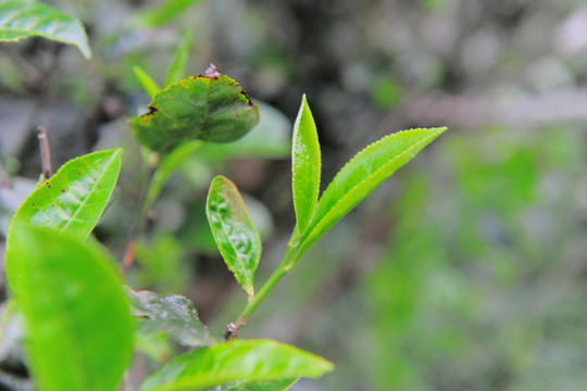 临沧茶