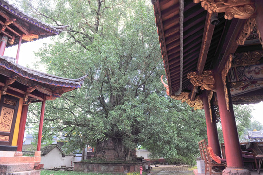 景谷 勐卧总佛寺