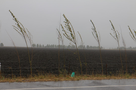 雨中土地