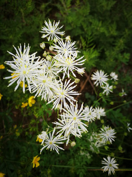 唐松草 雪绒花 小白花