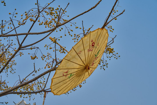 练枣树 苦楝树 花伞
