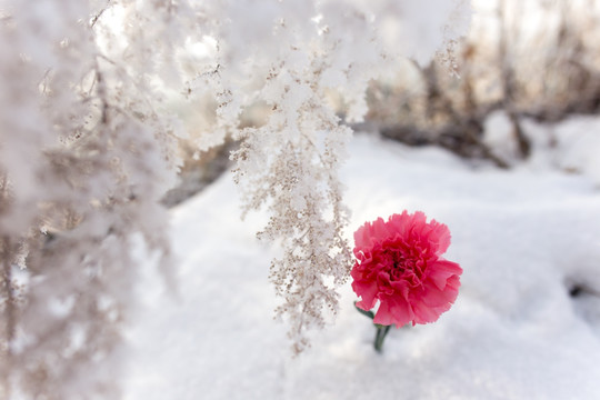 雪地中的鲜花