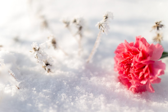 雪地中的鲜花