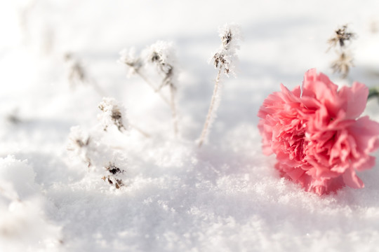 雪地中的鲜花