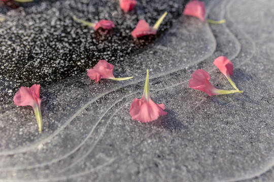 卡冷花瓣冰花红花插图背景漂亮双