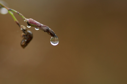 水滴