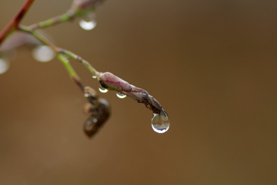 水珠