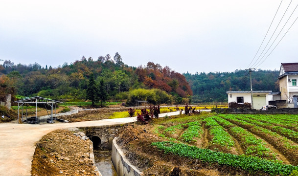 田野