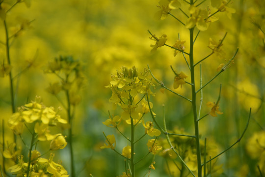 油菜花