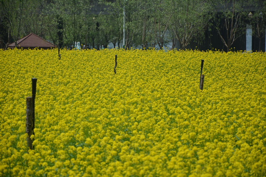 油菜花